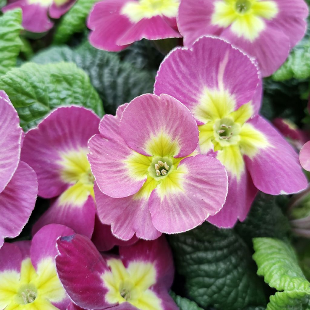 Primevère - Primula acaulis Plums & Custard