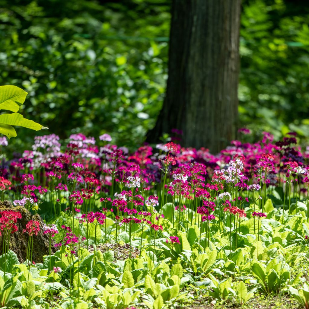 Primevère - Primula japonica