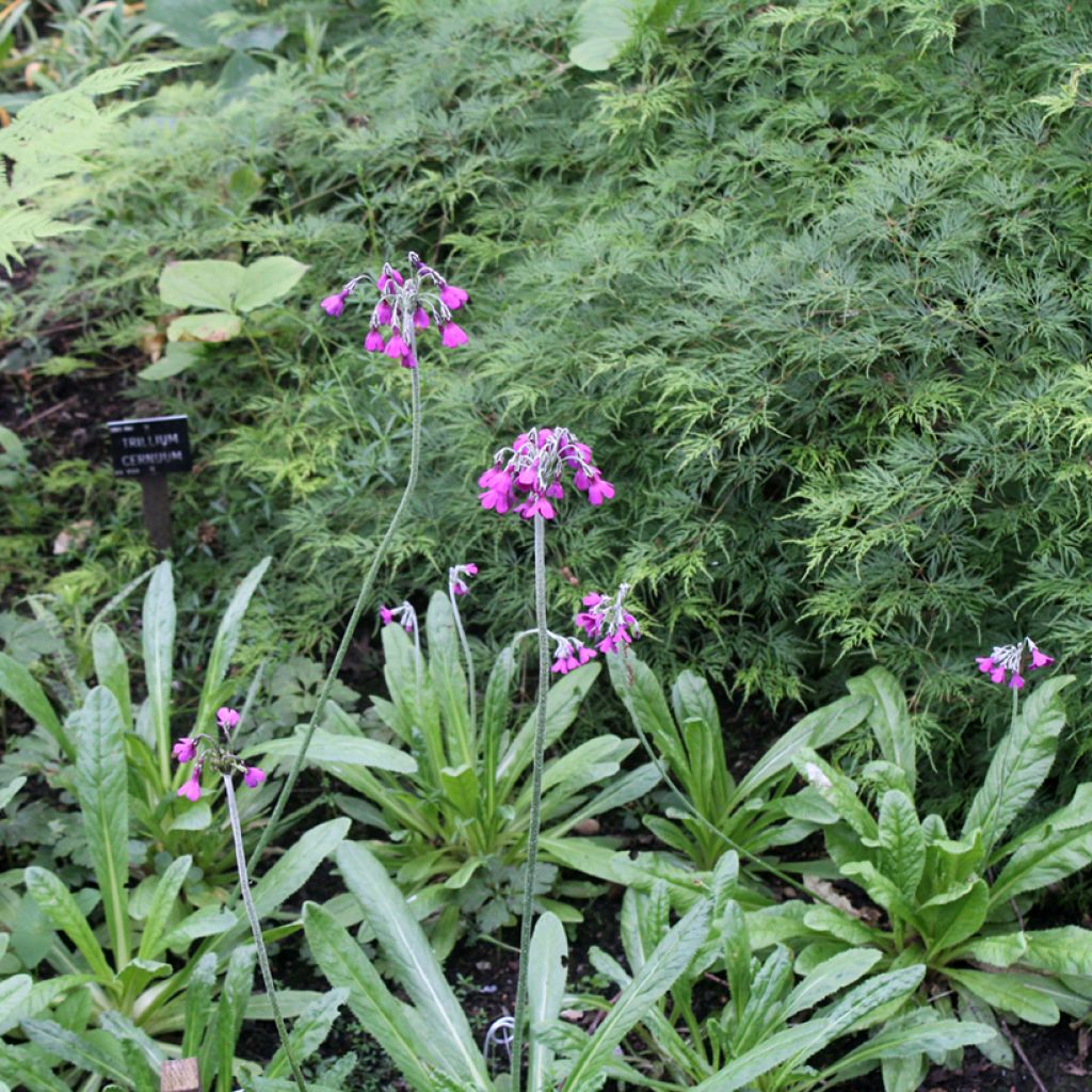 Primevère - Primula secundiflora