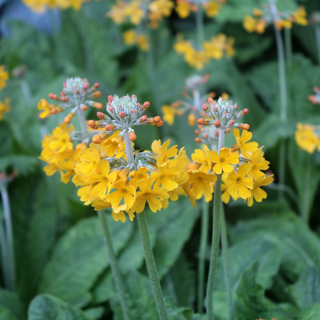 Primevère candélabre - Primula bulleyana