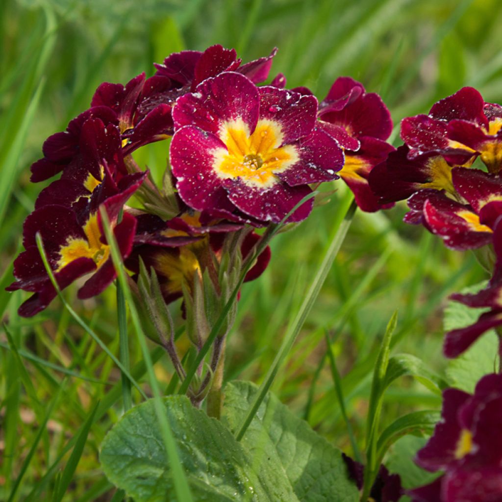 Primevère hybride Charlie Wine Red Edge F1 - Primula hybrida