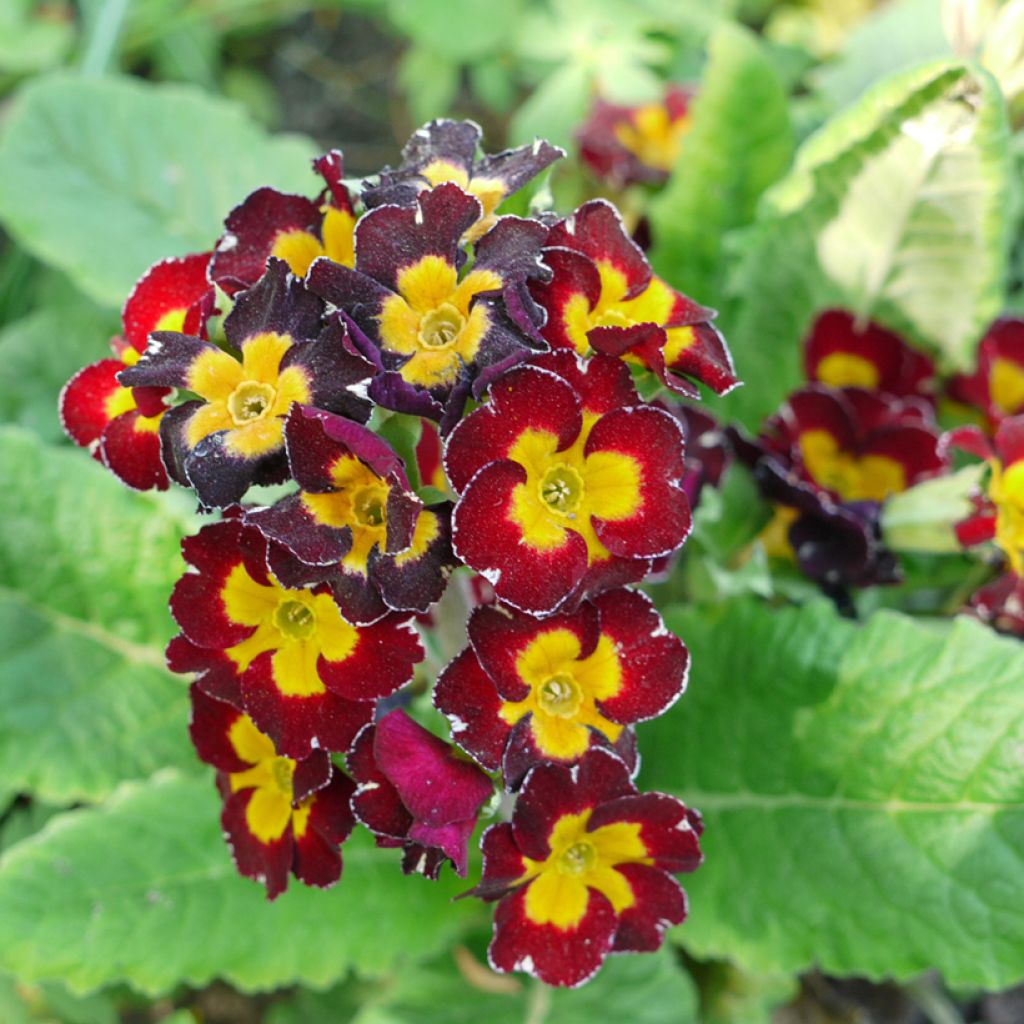 Primevère hybride Charlie Wine Red Edge F1 - Primula hybrida