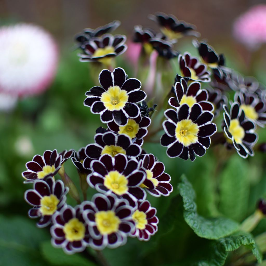 Primula elatior Gold Lace Black - Primevère élevée.