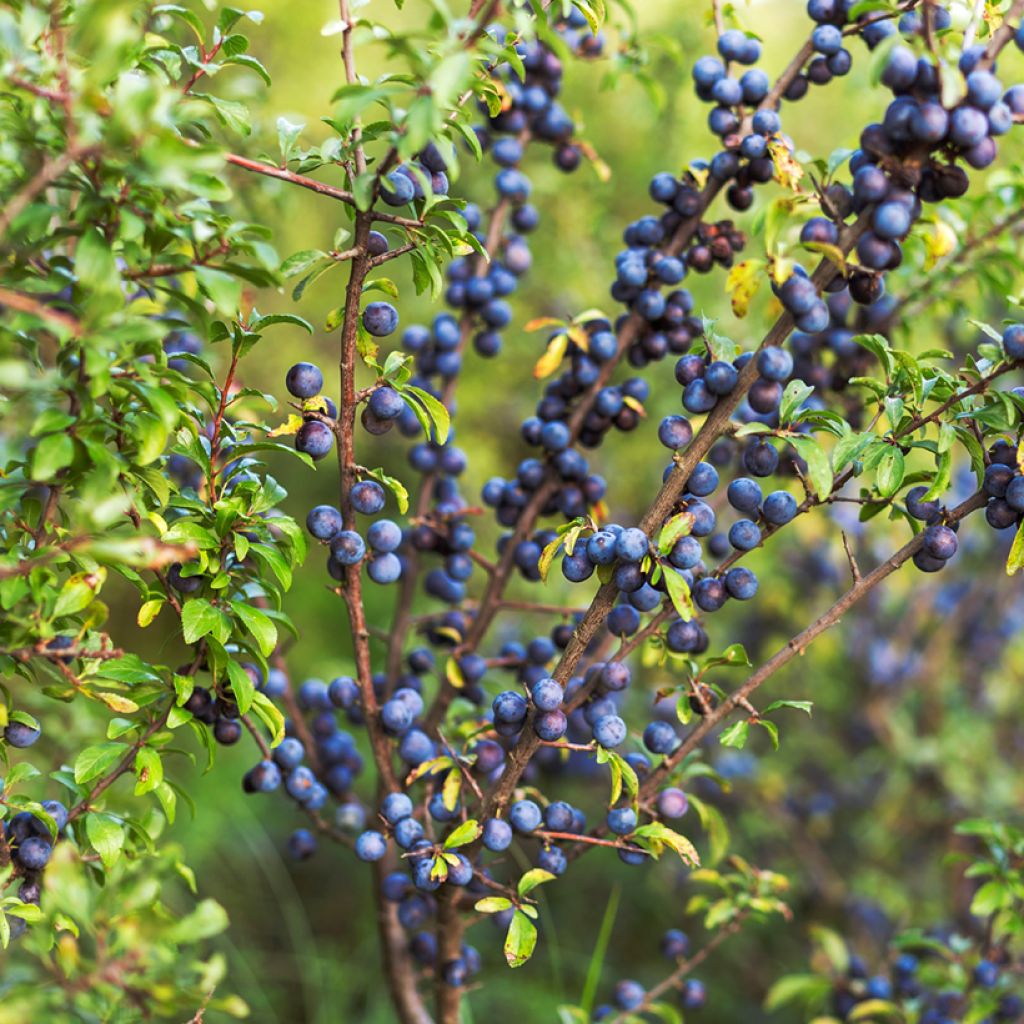 Prunellier - Prunus spinosa