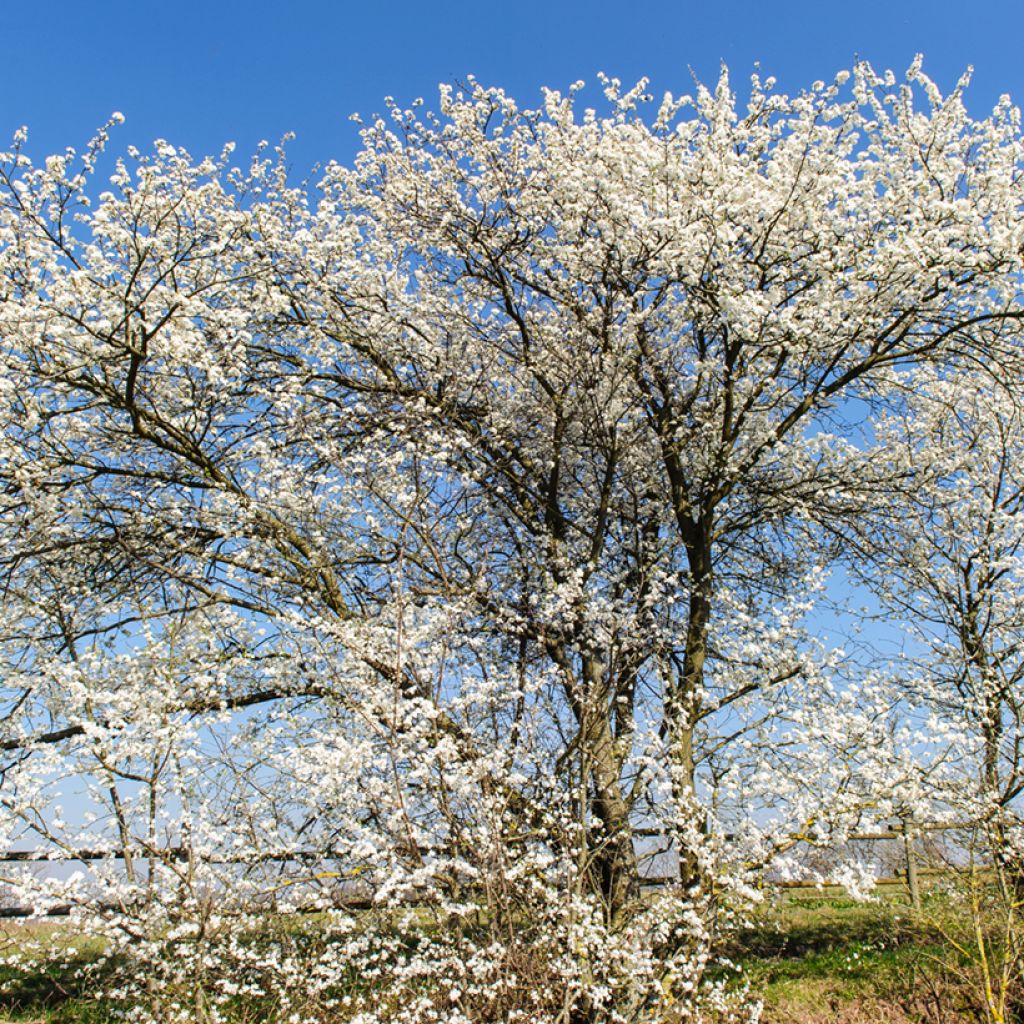 Prunellier - Prunus spinosa