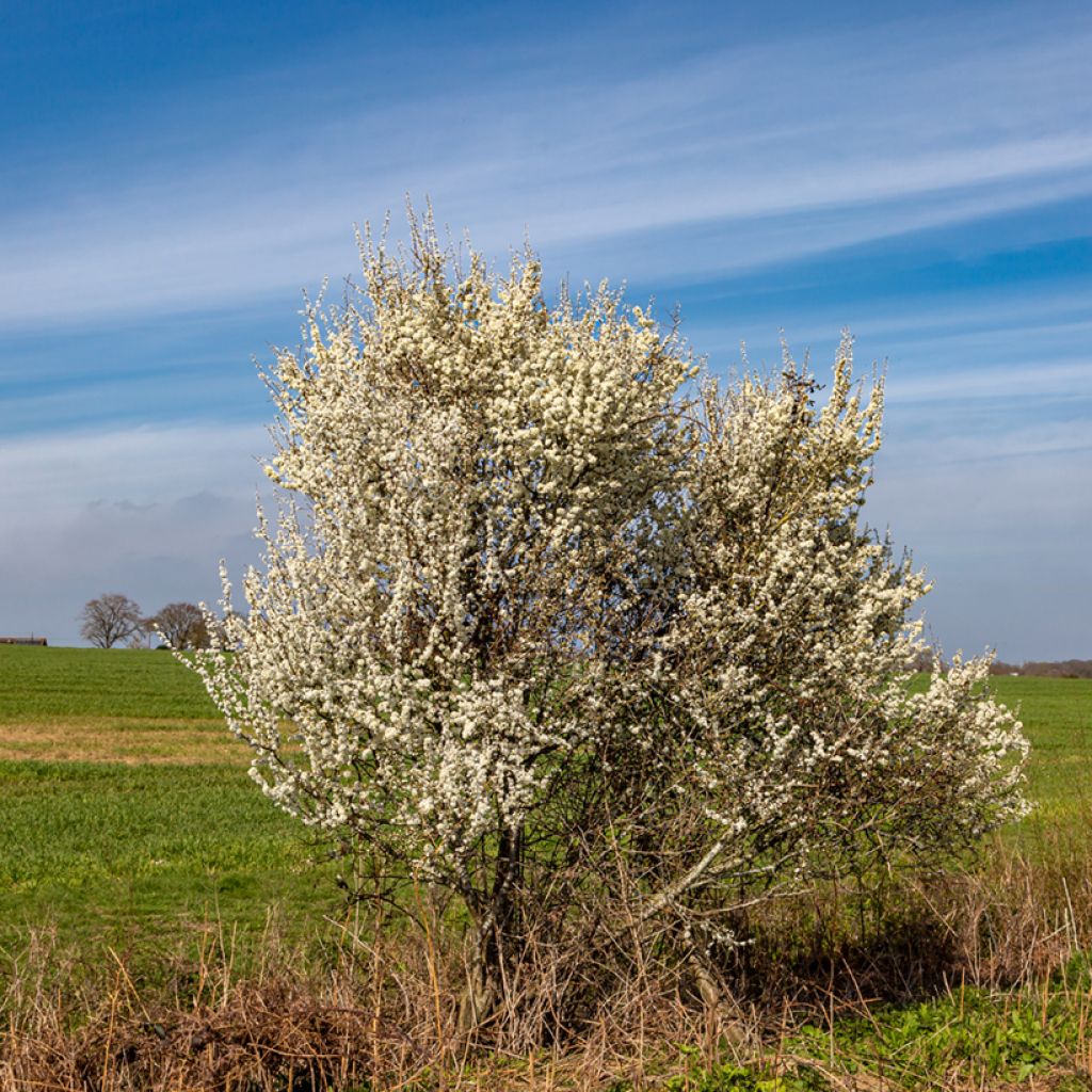 Prunellier - Prunus spinosa