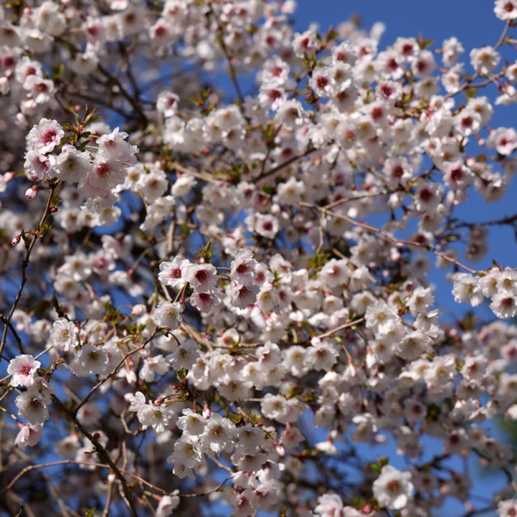 Cerisier à fleurs - Prunus Hally Jolivette