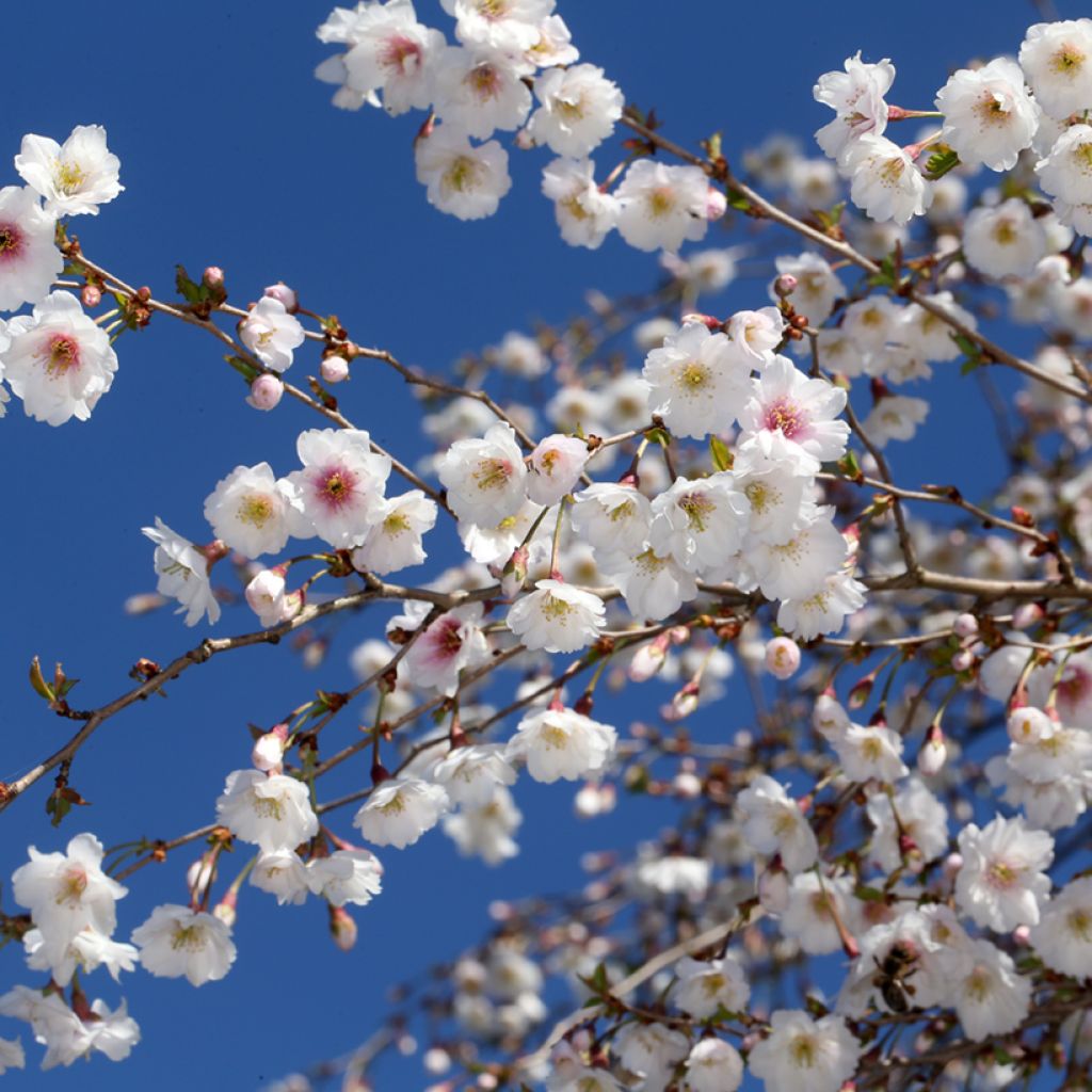 Cerisier à fleurs - Prunus Hally Jolivette