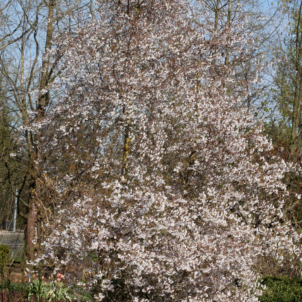 Cerisier à fleurs - Prunus Hally Jolivette