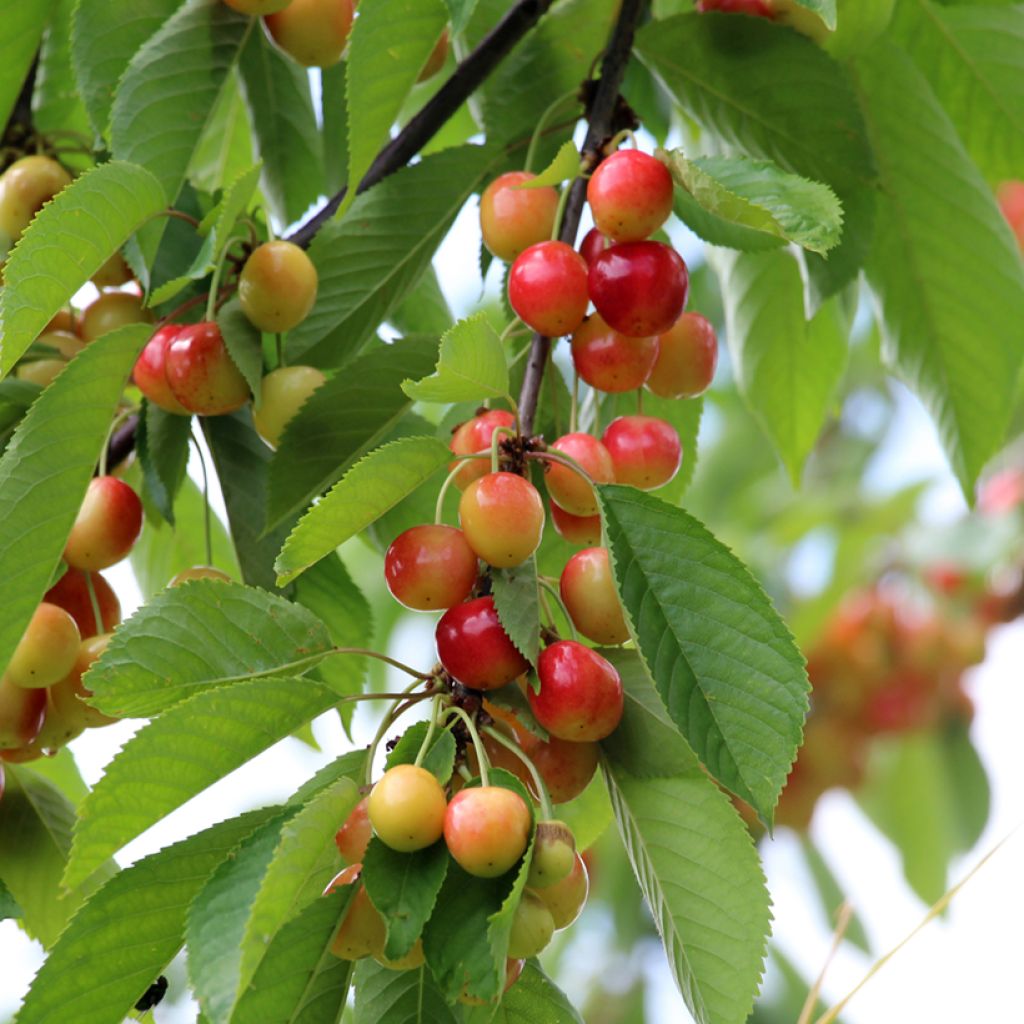 Cerisier Kunzego ou Kunzes Kirche - Prunus avium 