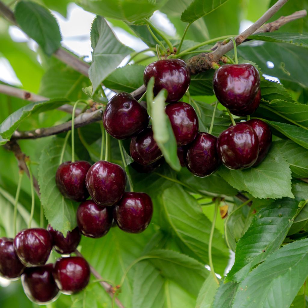 Cerisier Regina - Prunus avium