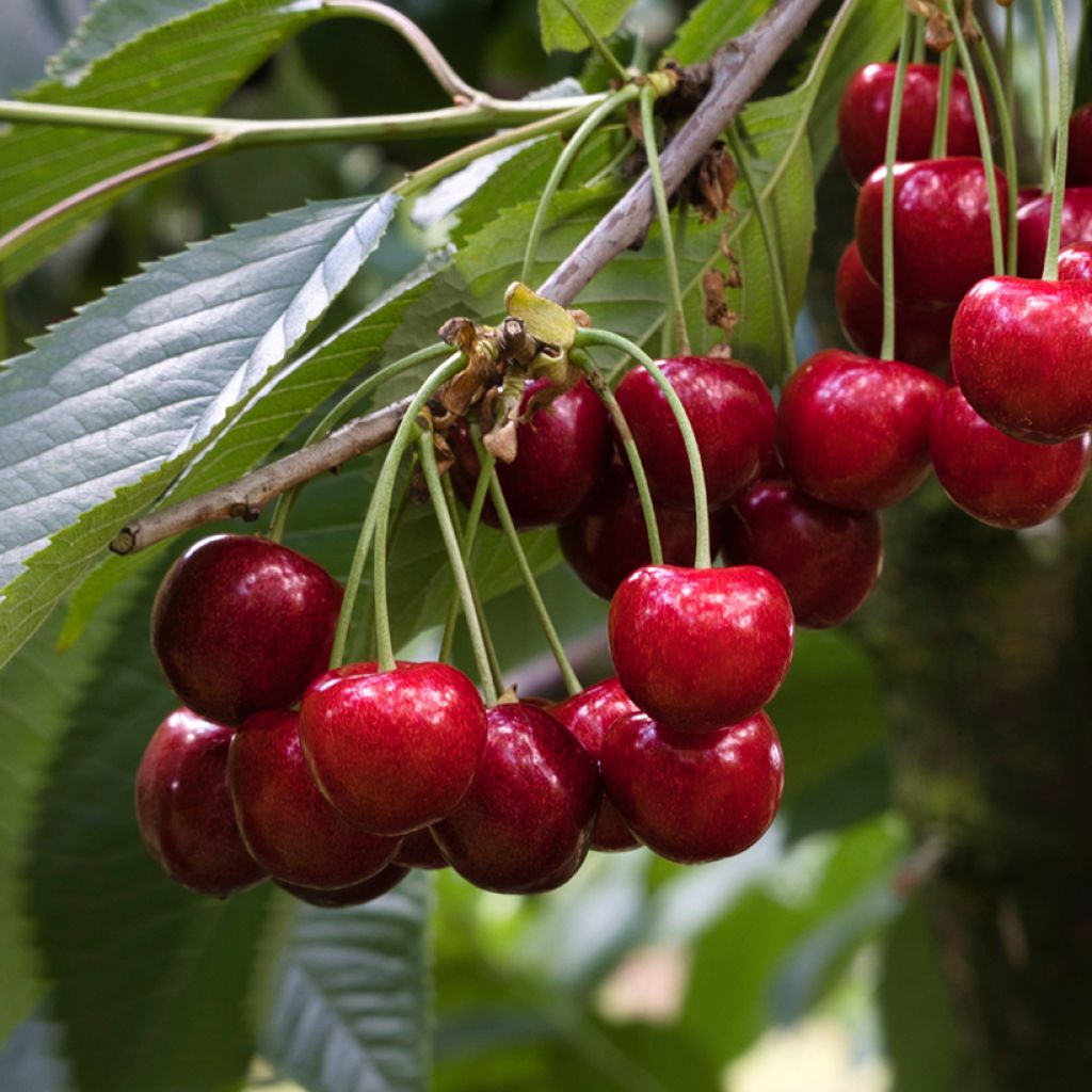 Cerisier Staccato - Prunus avium