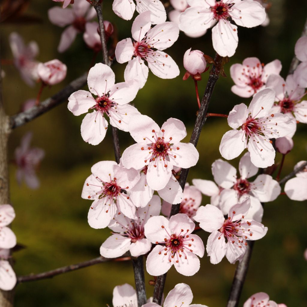 Prunier cerise - Prunus cerasifera Hollywood