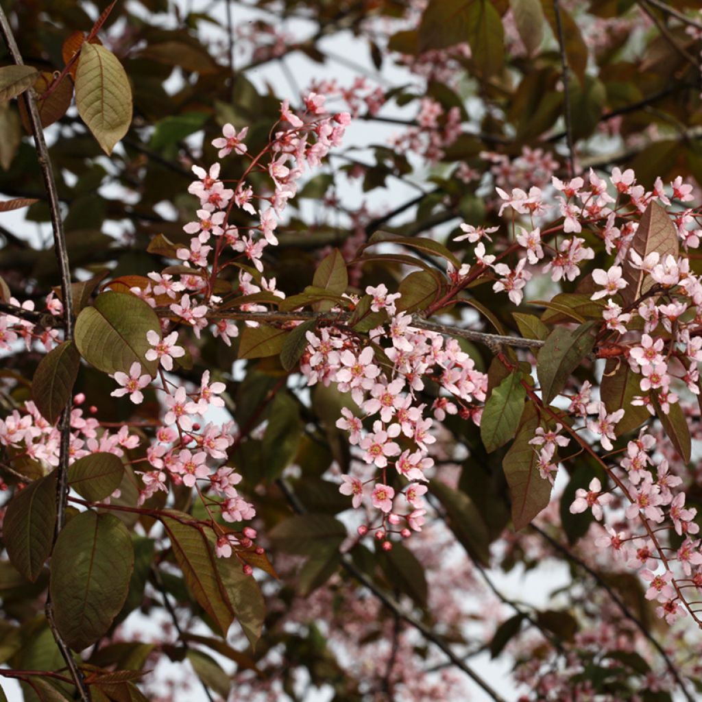 Prunus padus Colorata - Cerisier à grappes