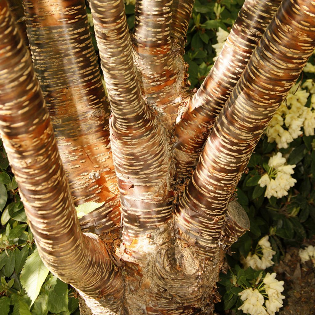 Prunus rufa - Cerisier de l'Himalaya