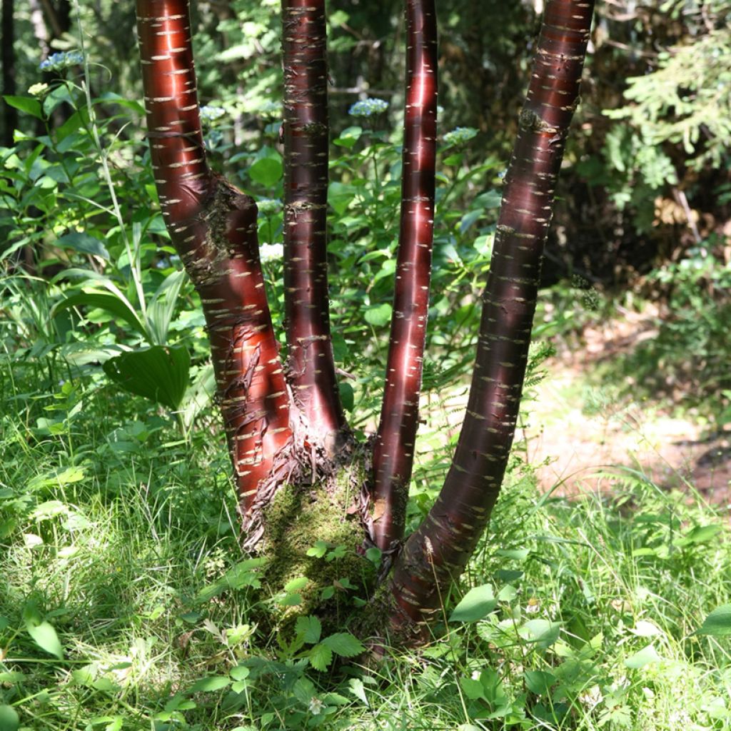 Prunus serrula - Cerisier du Tibet