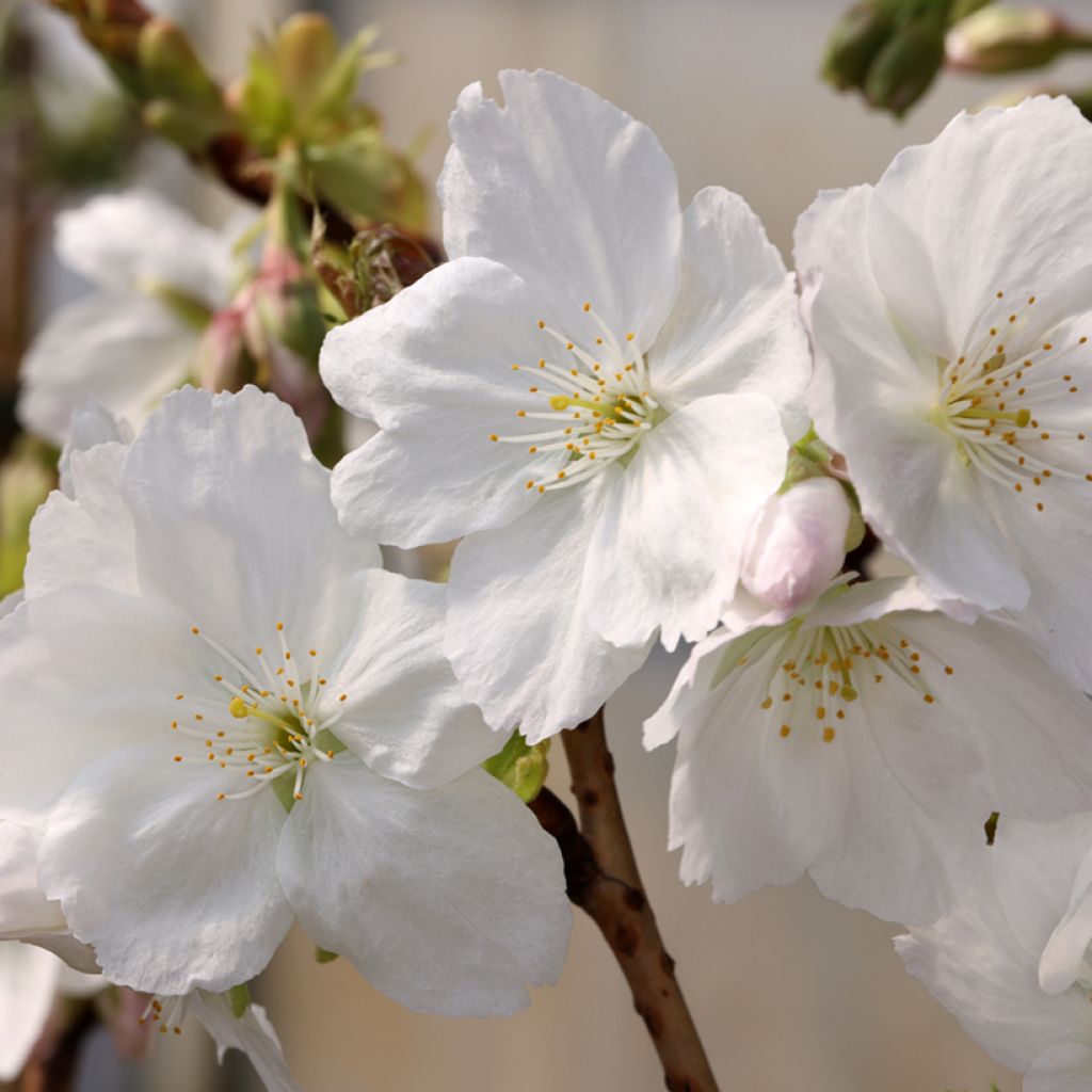 Cerisier à fleurs - Prunus serrulata Tai-haku