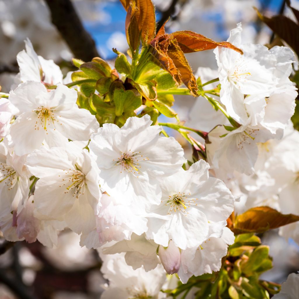 Cerisier à fleurs - Prunus serrulata Tai-haku