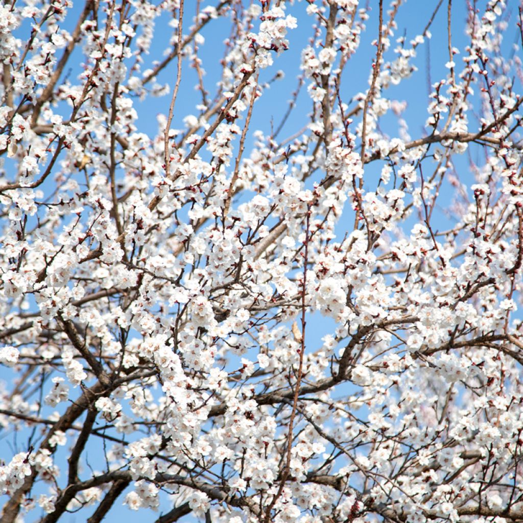 Cerisier à fleurs - Prunus serrulata Tai-haku