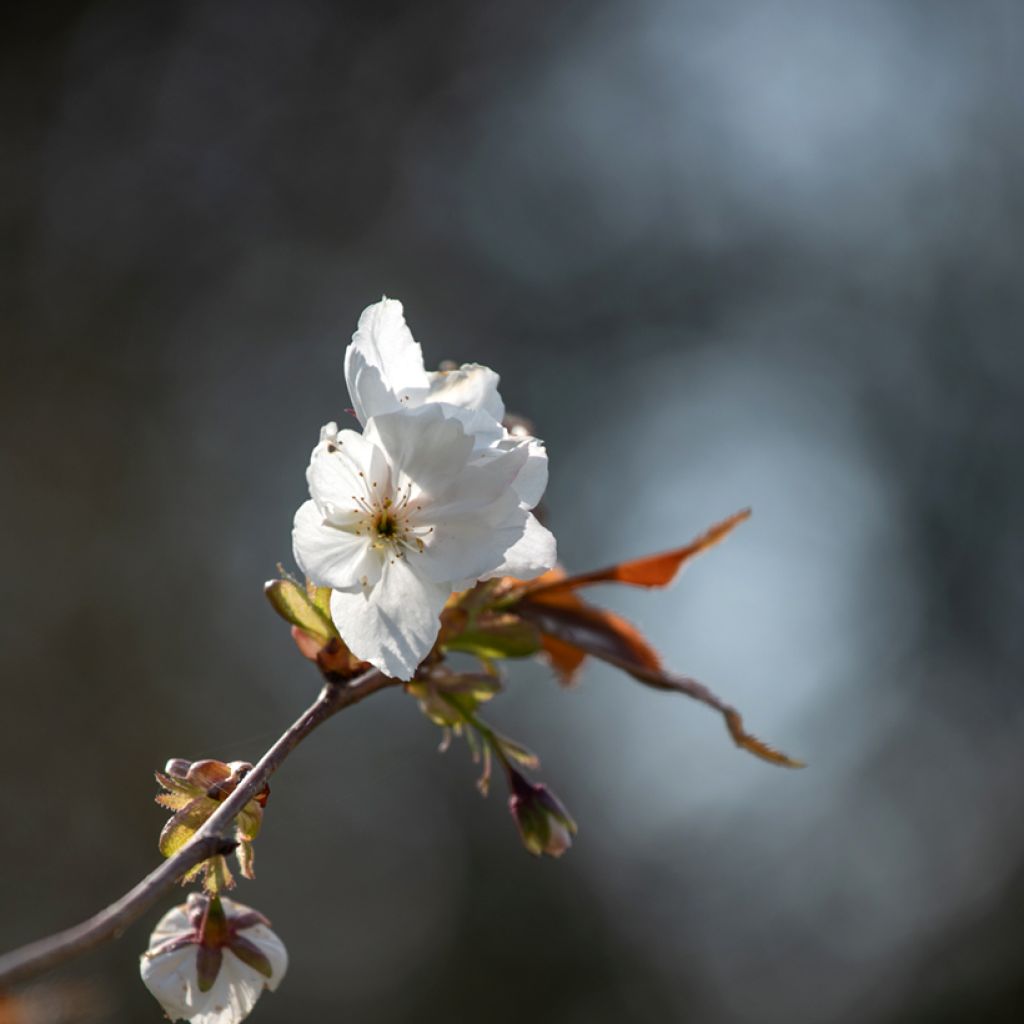 Cerisier à fleurs - Prunus serrulata Tai-haku