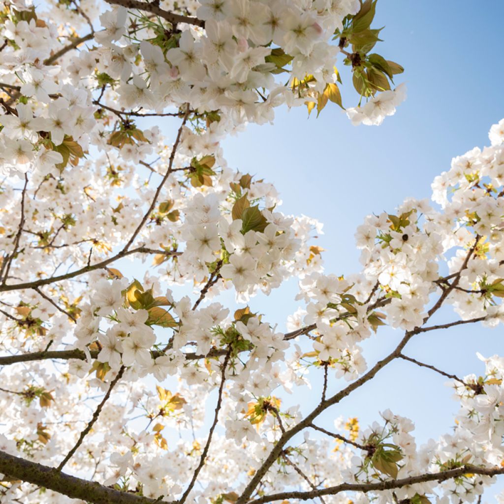 Cerisier à fleurs - Prunus serrulata Tai-haku