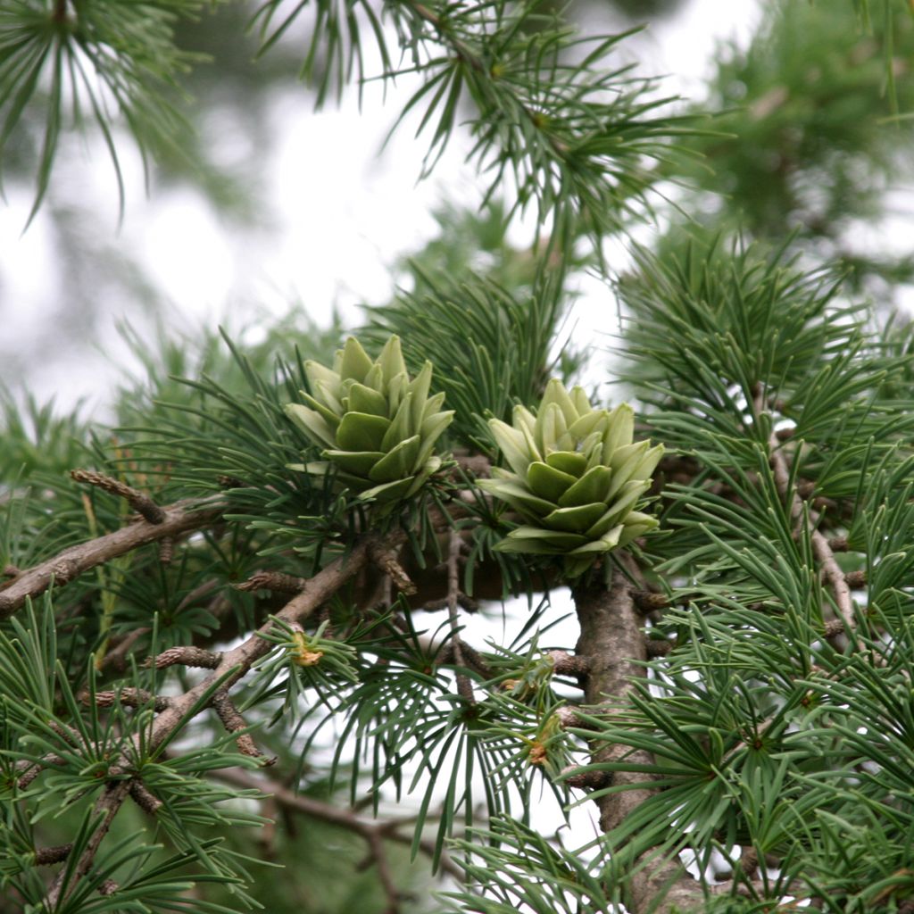 Mélèze de Chine - Pseudolarix amabilis