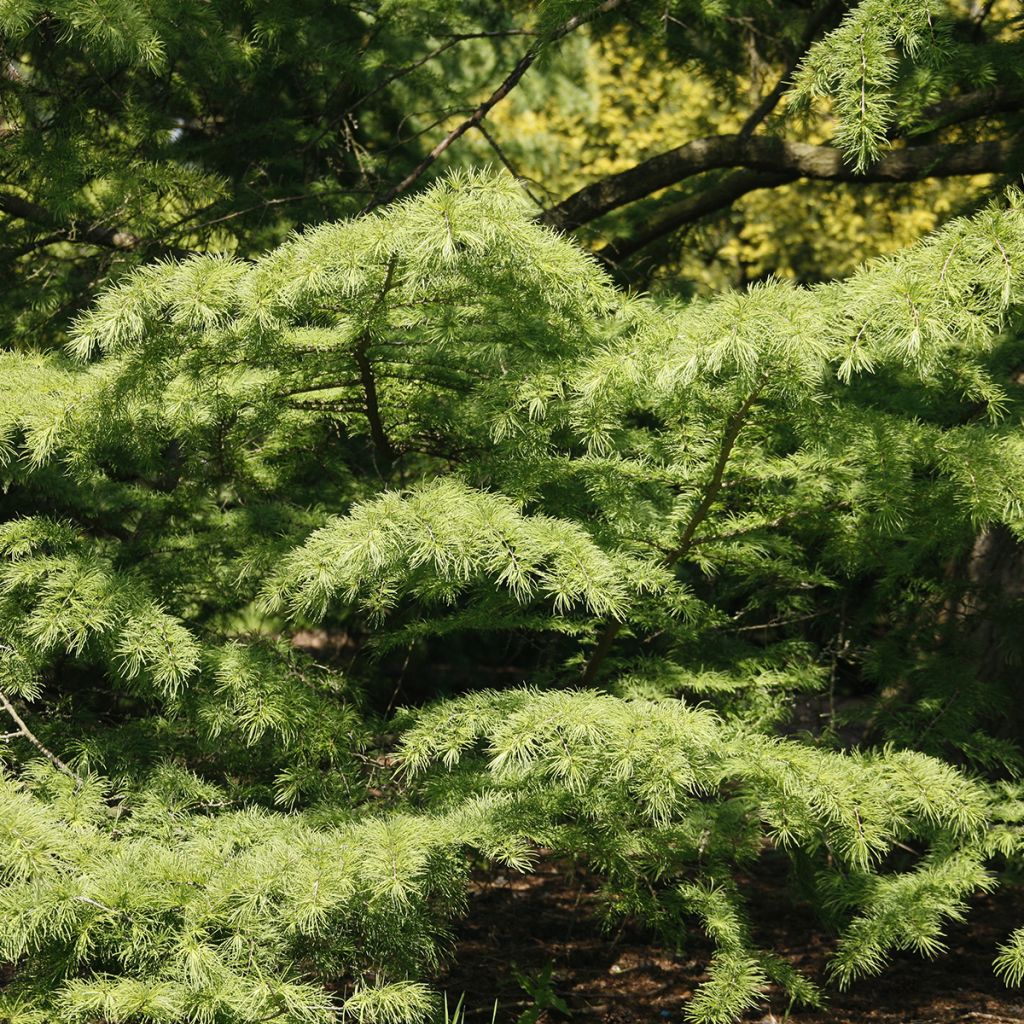 Mélèze de Chine - Pseudolarix amabilis