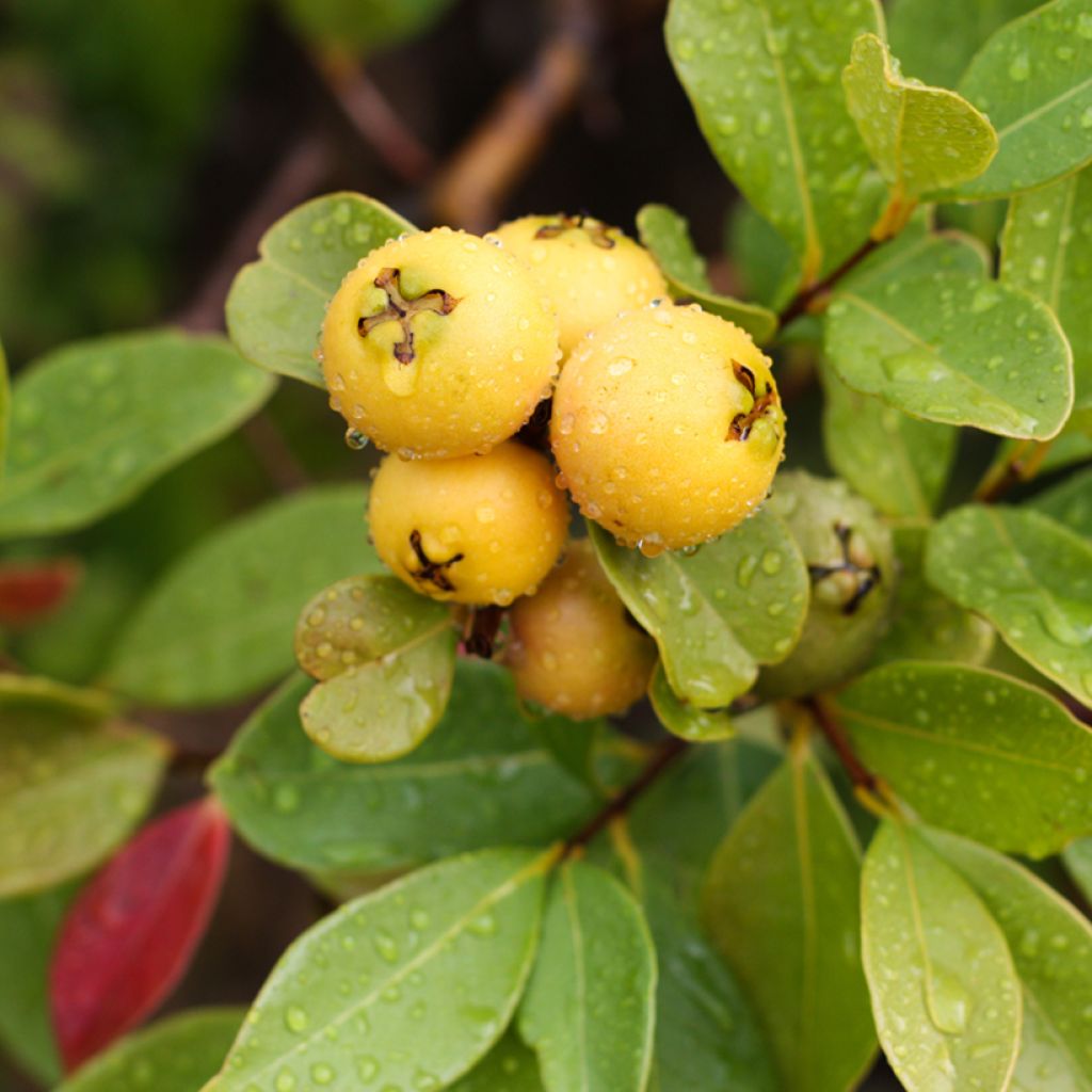 Psidium cattleianum lucidum - Goyavier de Chine à fruits jaunes