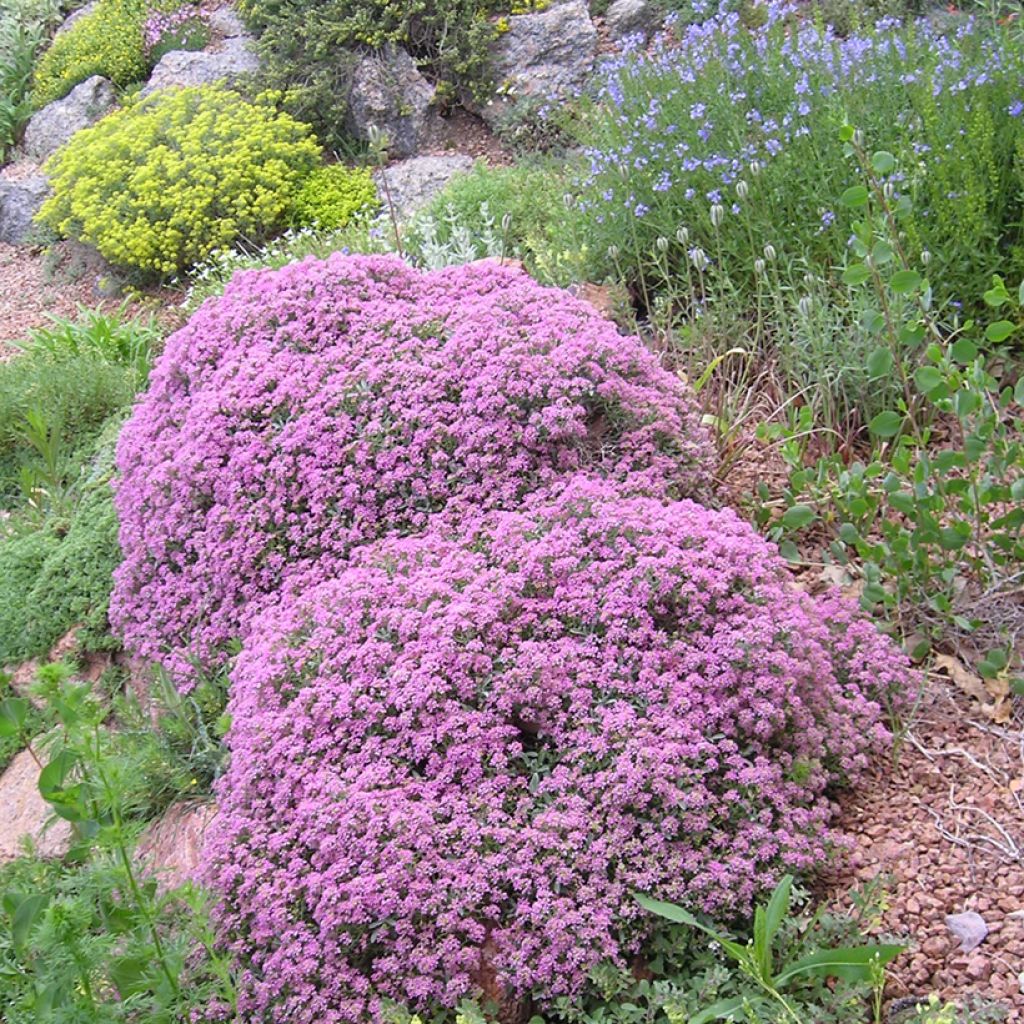 Ptilotrichum spinosum Rubrum - Alysson épineux