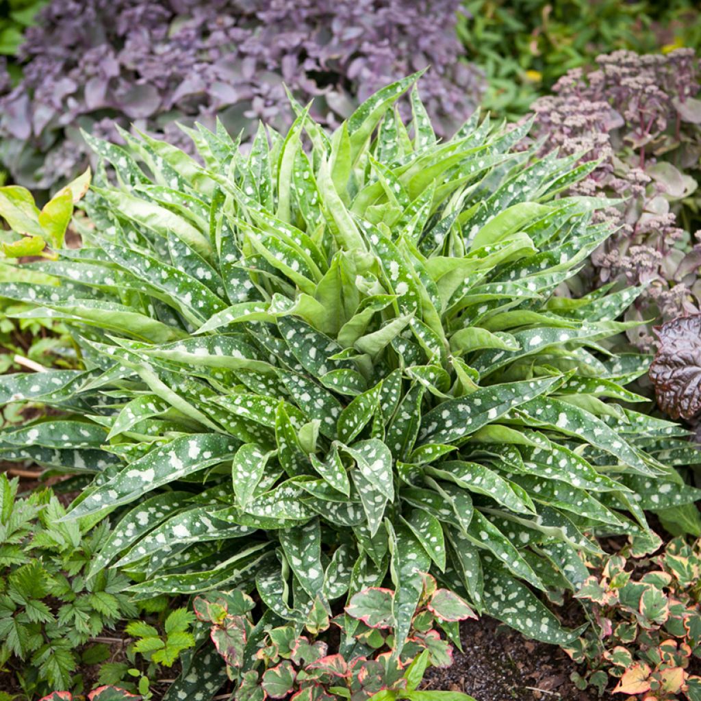 Pulmonaire Silver Bouquet - Pulmonaria saccharata