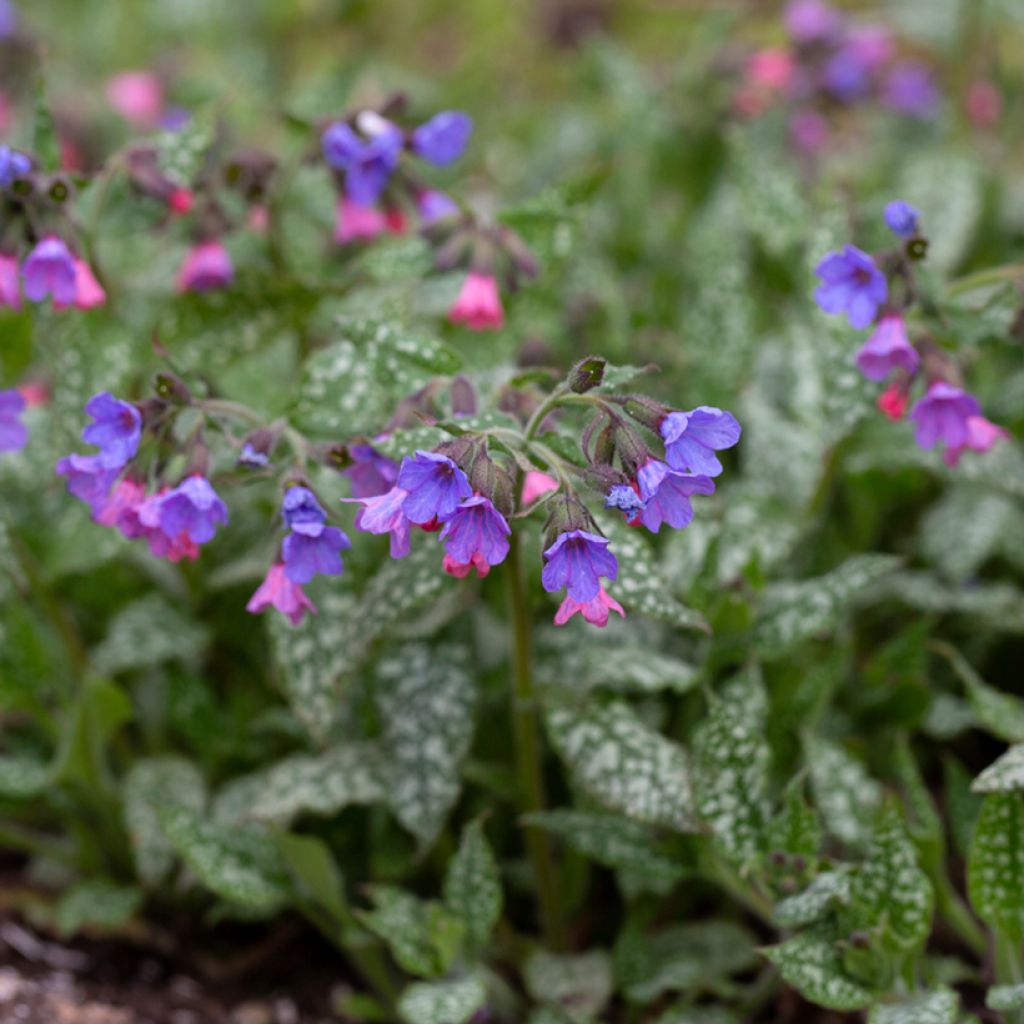 Pulmonaire Silver Bouquet - Pulmonaria saccharata