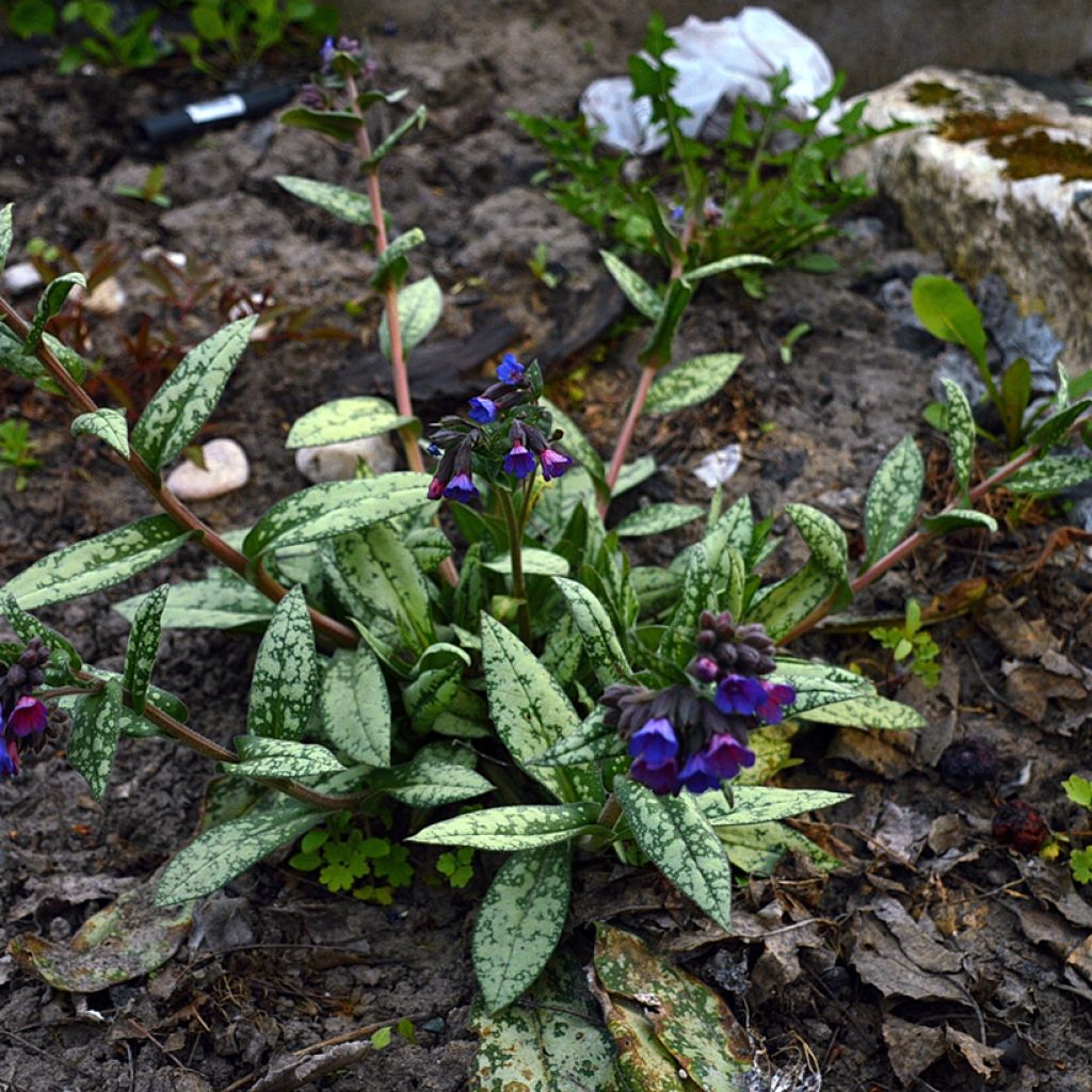 Pulmonaire hybride - Pulmonaria Margery Fish