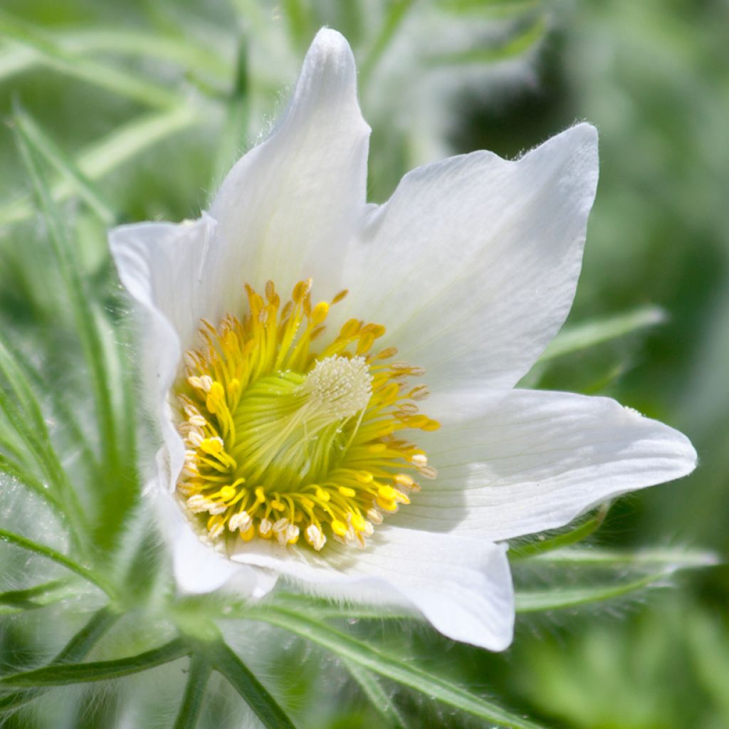 Pulsatilla vulgaris Alba - Anémone pulsatille