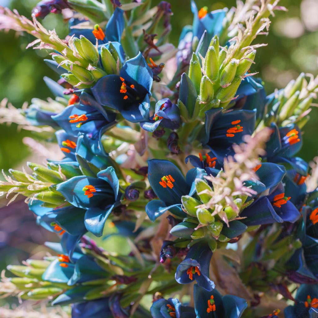 Puya alpestris - Chagual, plante mange-mouton