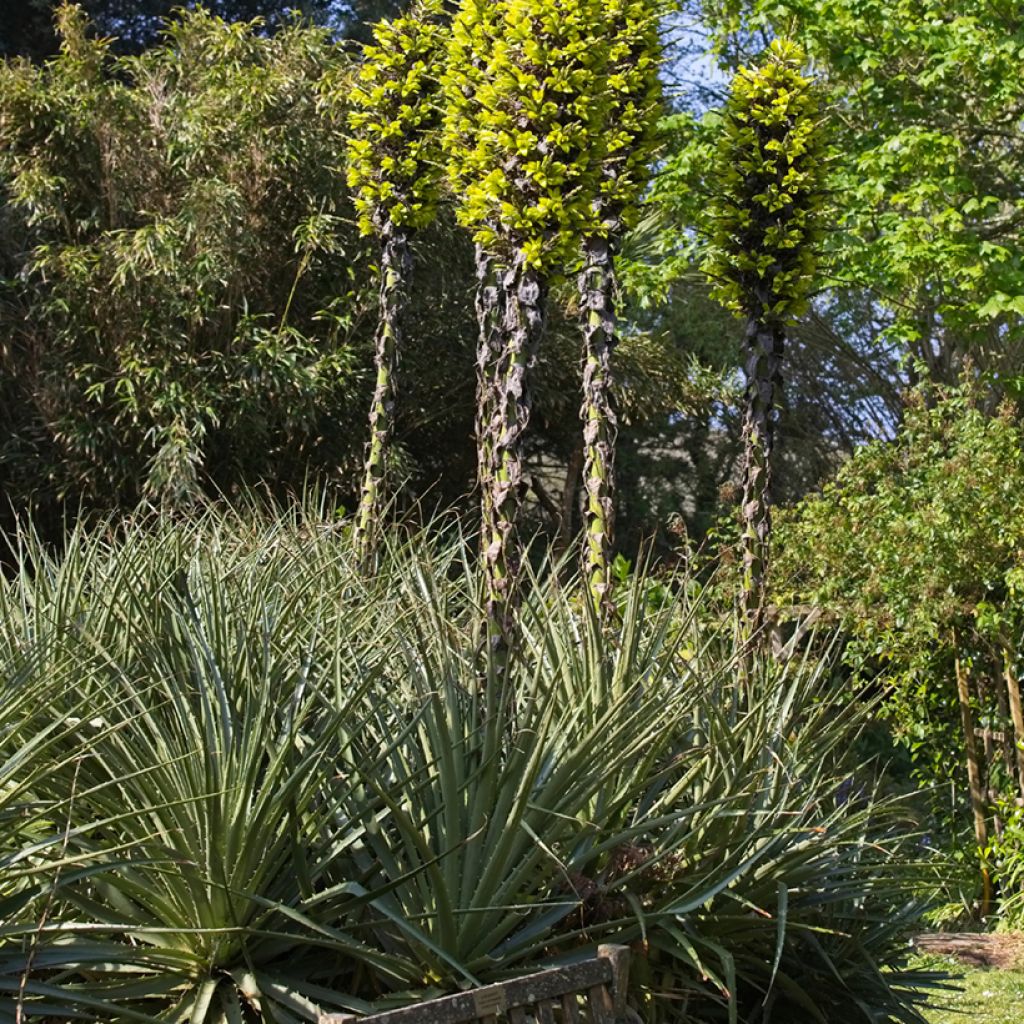 Puya chilensis - Chagual