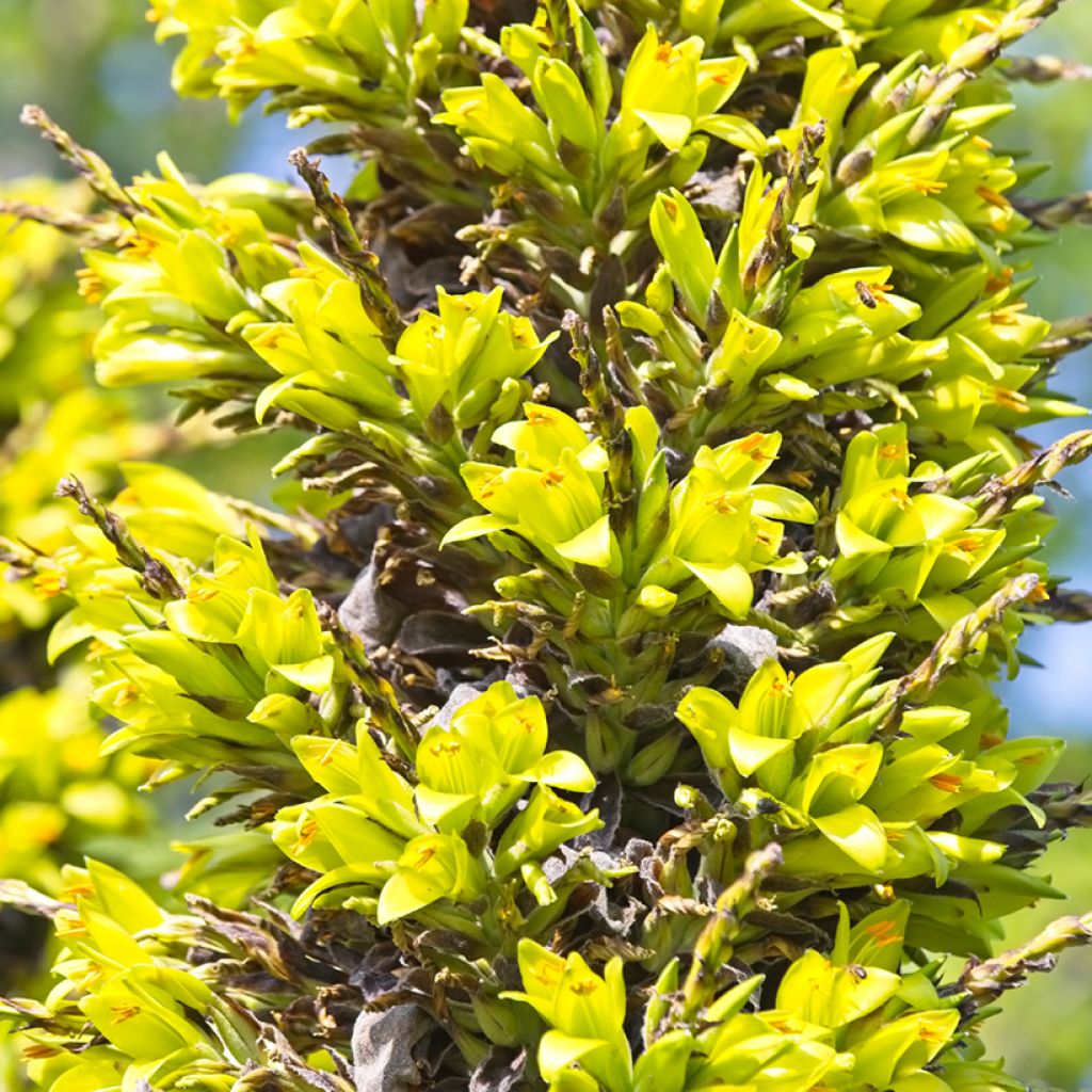 Puya chilensis - Chagual