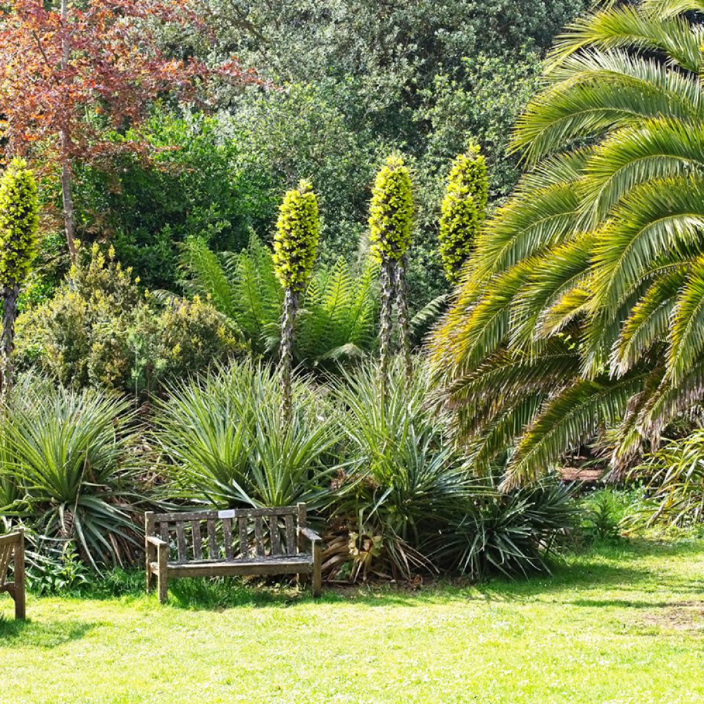 Puya chilensis - Chagual