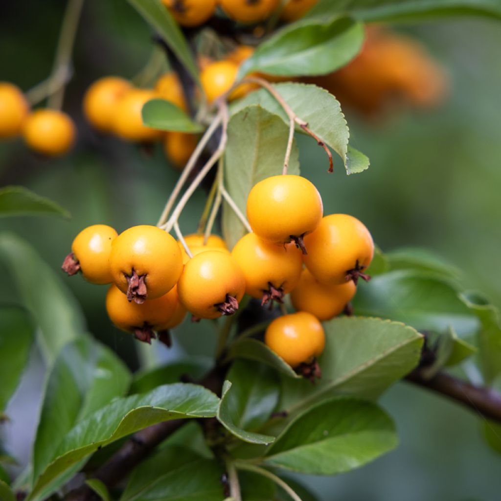 Pyracantha coccinea Saphyr Jaune - Buisson ardent  