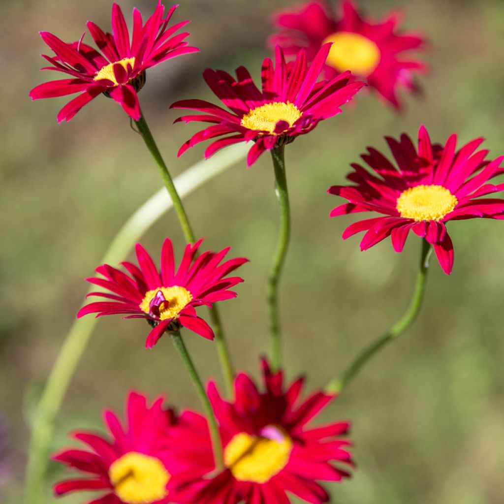 Pyrèthre Robinson's Red - Tanacetum coccineum