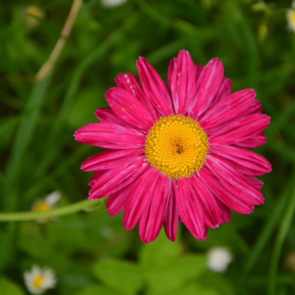 Pyrèthre Robinson's Red - Tanacetum coccineum