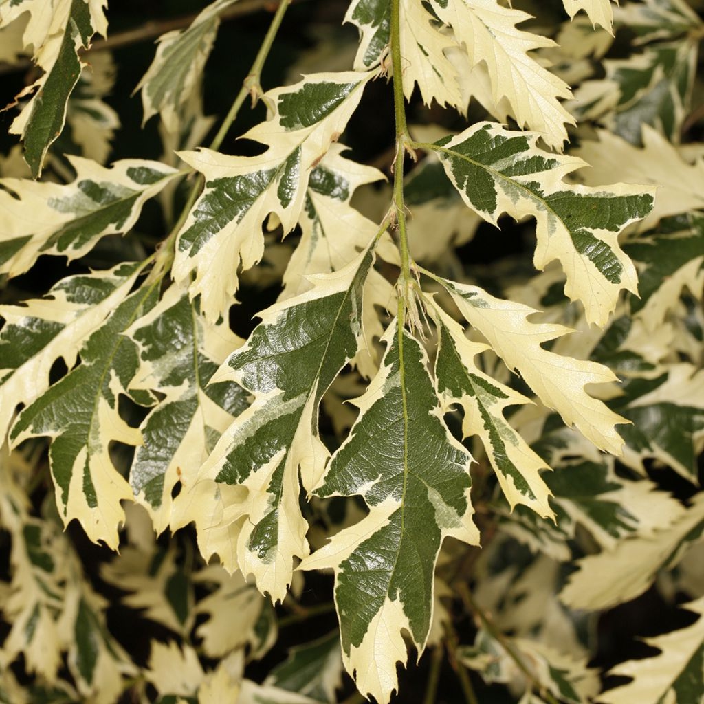 Chêne chevelu ou chêne lombard panaché - Quercus cerris Variegata