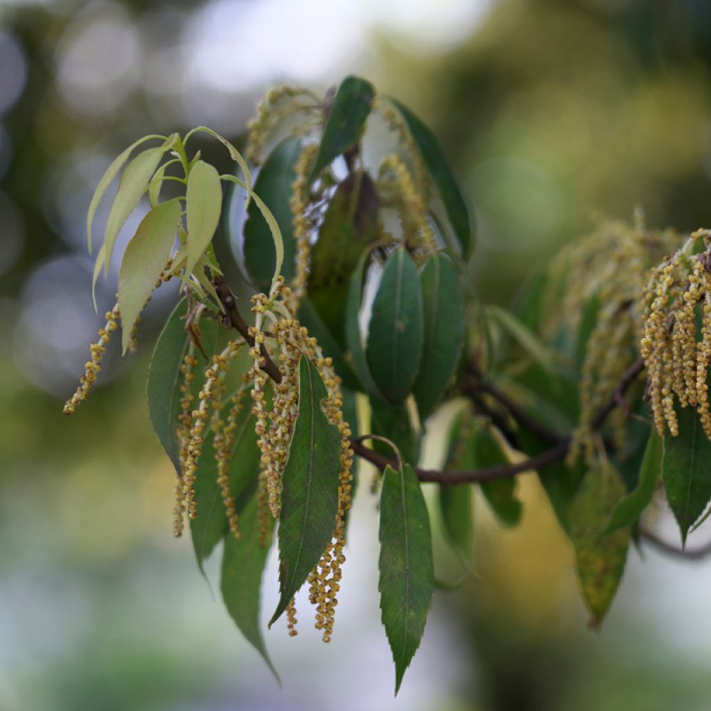 Quercus myrsinifolia - Chêne à feuilles de myrsine