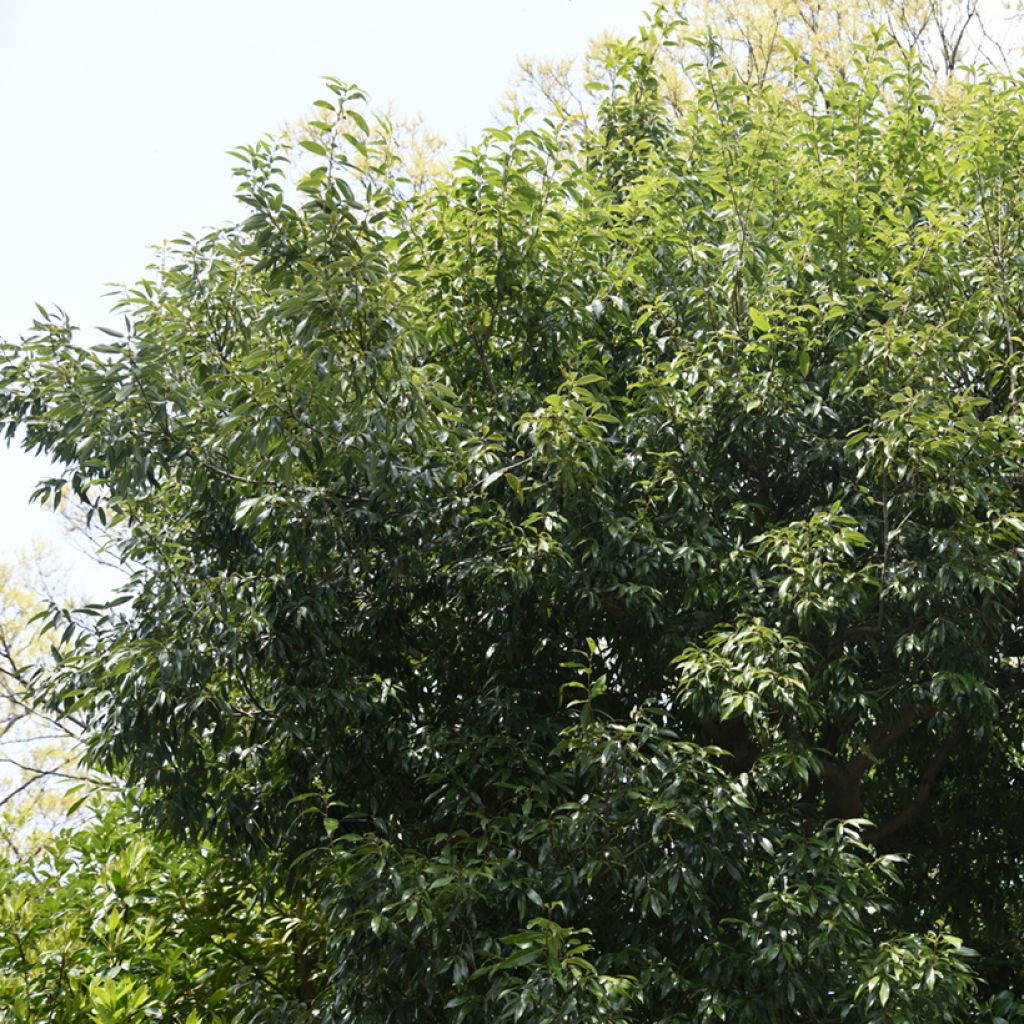 Quercus myrsinifolia - Chêne à feuilles de myrsine