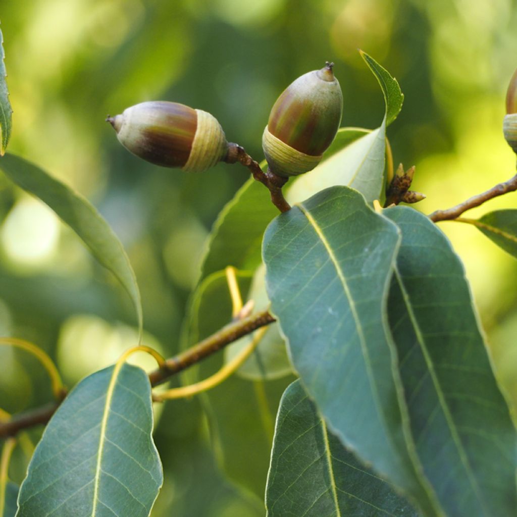 Quercus myrsinifolia - Chêne à feuilles de myrsine