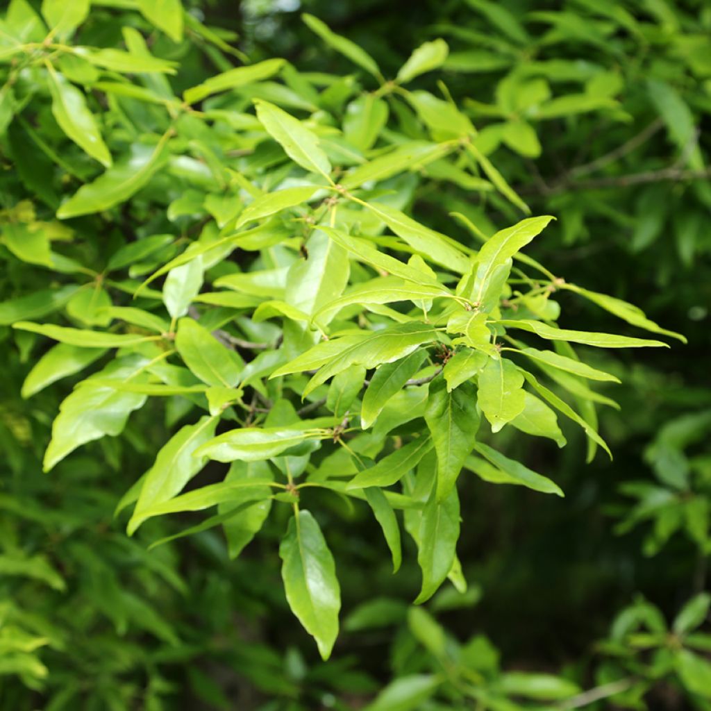 Quercus petraea Mespilifolia - Chêne rouvre à feuilles de néflier