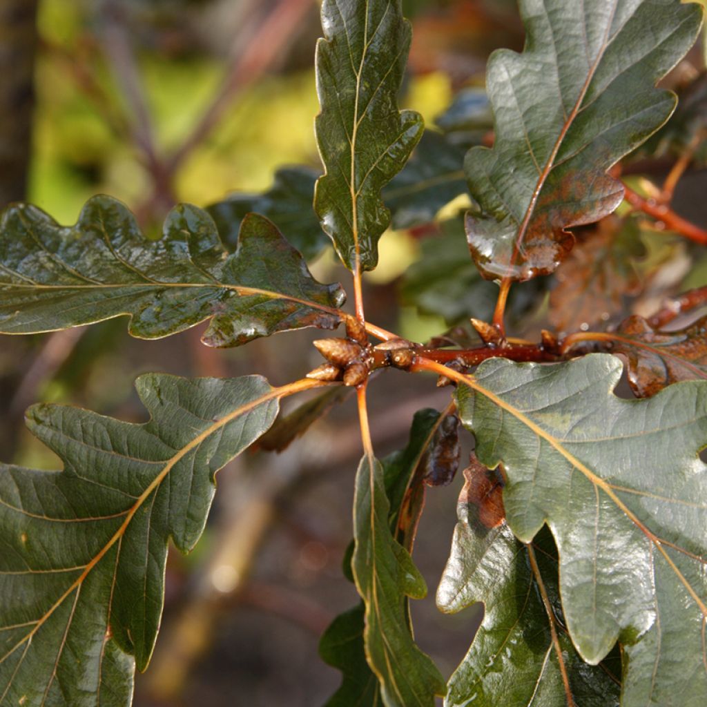 Quercus petraea Purpurea - Chêne rouvre pourpre