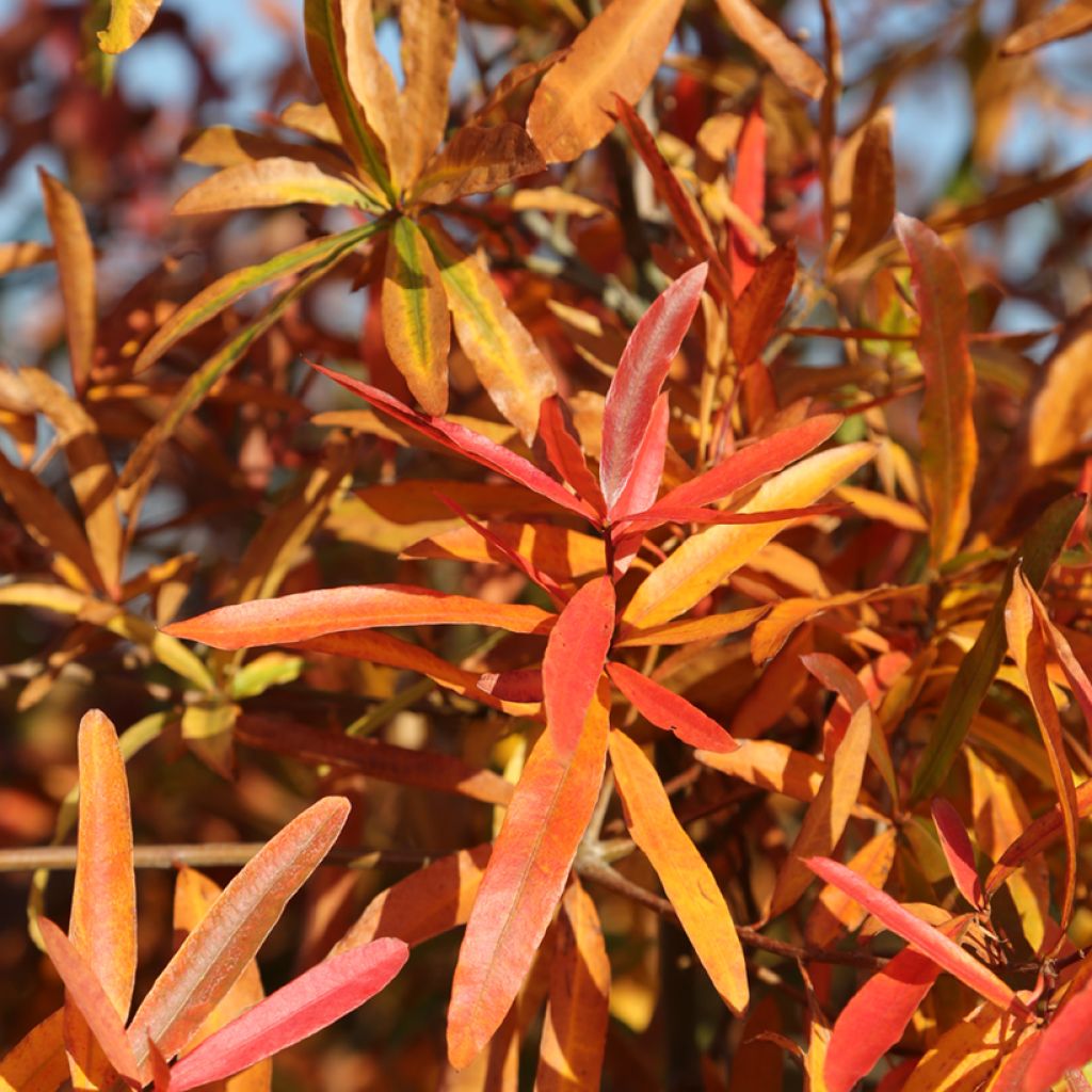 Chêne à feuilles de saule - Quercus phellos