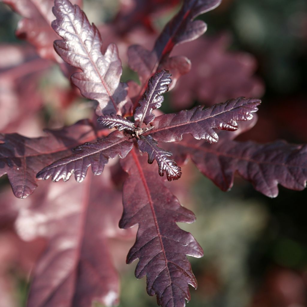 Chêne pédonculé pourpre - Quercus robur Atropurpurea