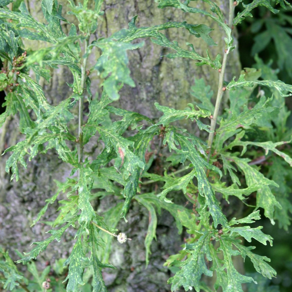 Quercus robur Strypemonde - Chêne pédonculé