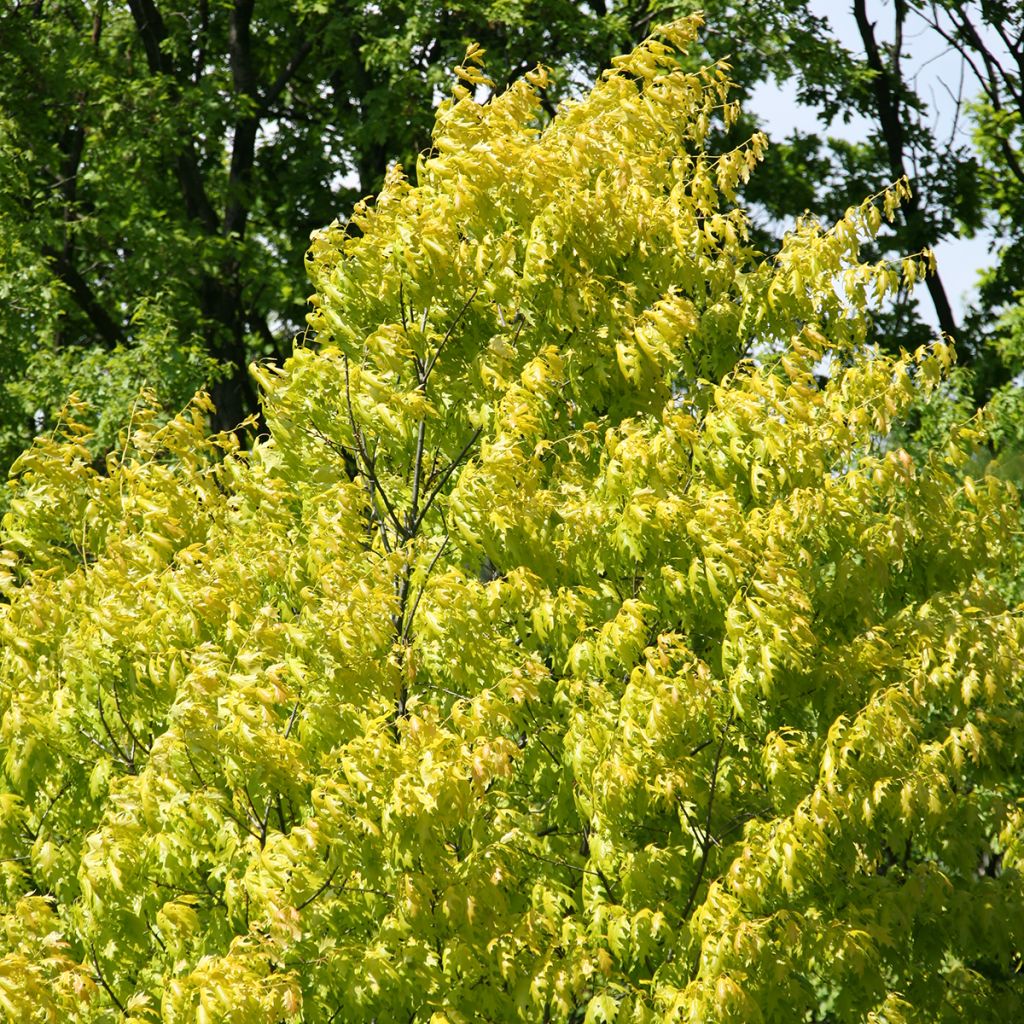 Quercus rubra Aurea - Chêne rouge d'Amérique doré